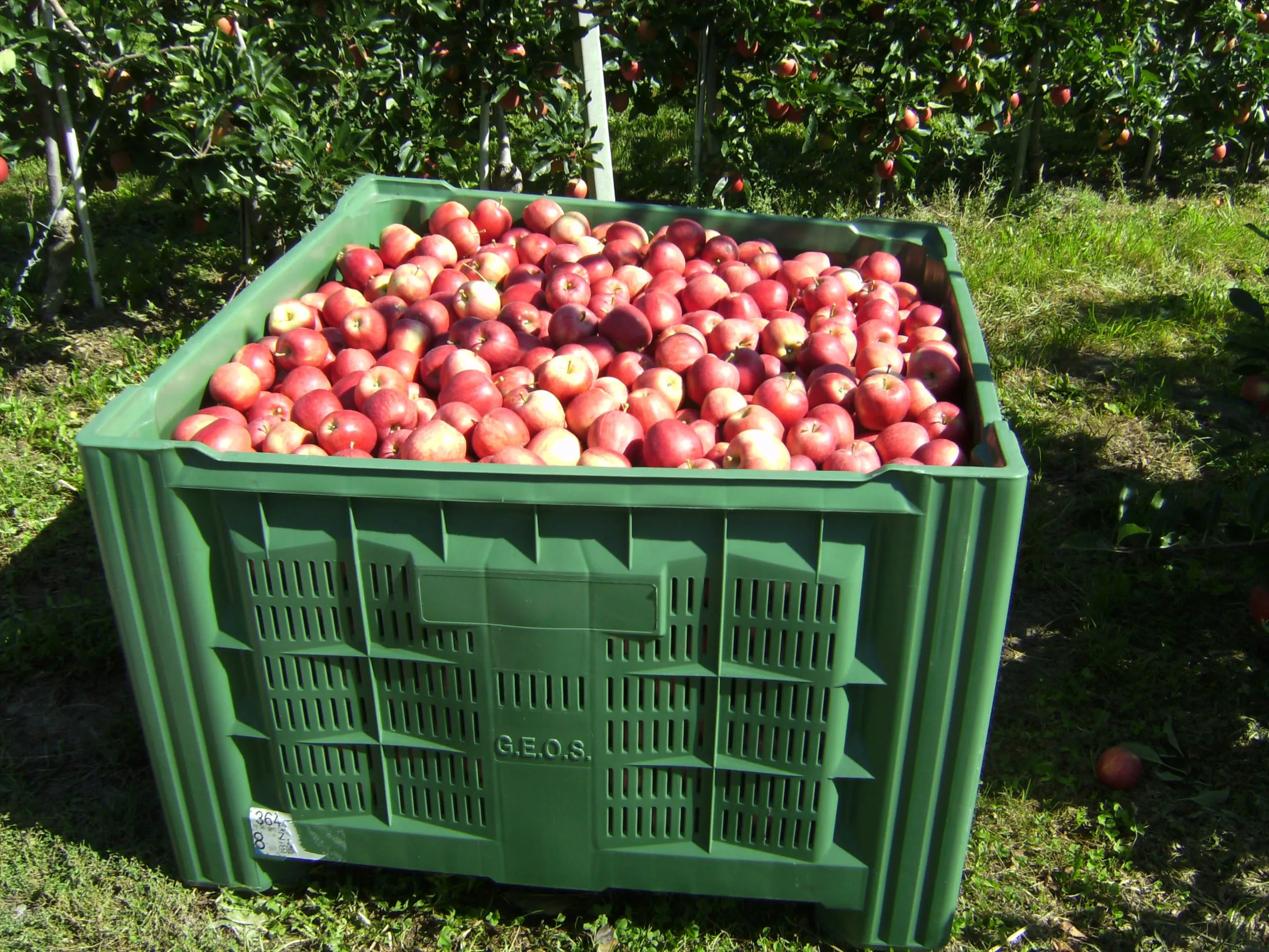 A bin of apples in an orchard